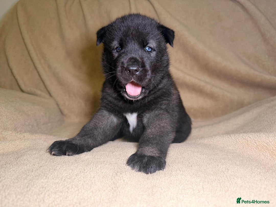 Akita dogs for sale: 7 beautiful American Akita Puppies - Advert 9
