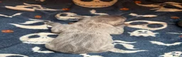 Cane Corso dogs for sale: SILVER BRINDLE pure bread Cane Corso pups  - Advert 9