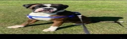 Boxer dogs for stud: stunning boxer for stud in Purfleet - Advert 2