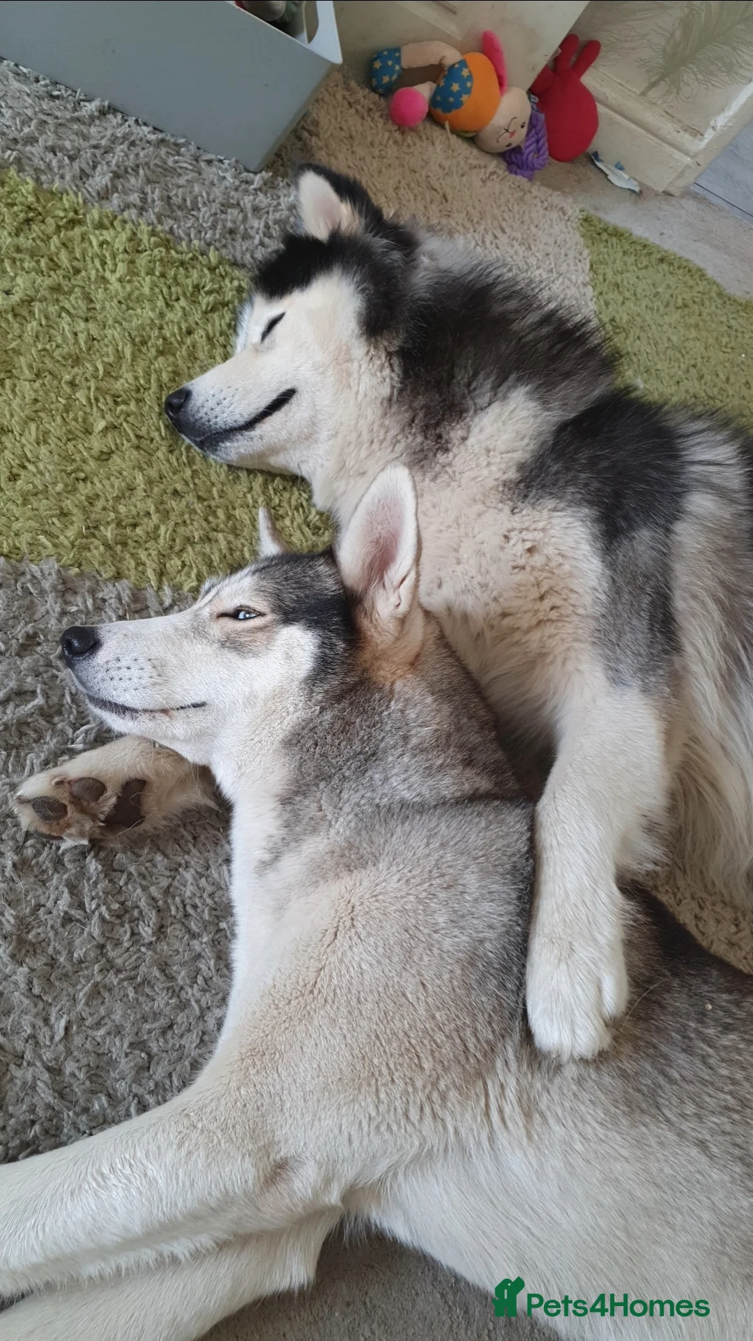 Siberian Husky dogs for sale: Husky puppies  - Advert 14