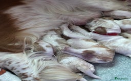 Cocker Spaniel dogs for sale: Top class cocker spaniel puppies  - Image 16