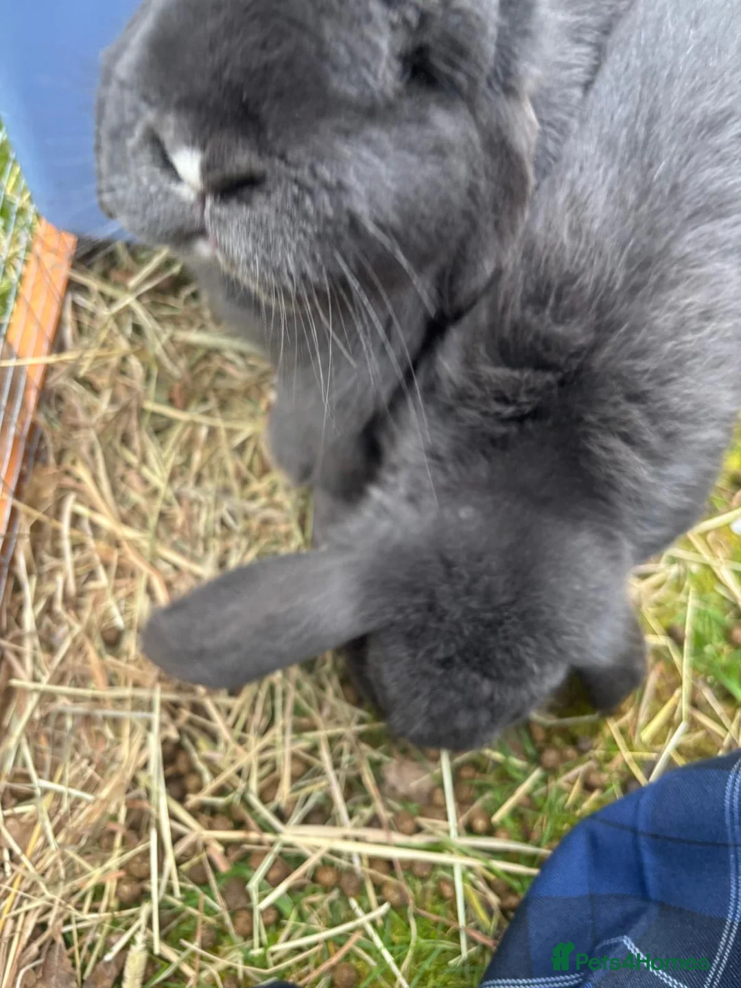 Mini Lop rabbits for sale: Stunning Blue Mini Lop Bunnies, Blue eyes,   - Advert 2