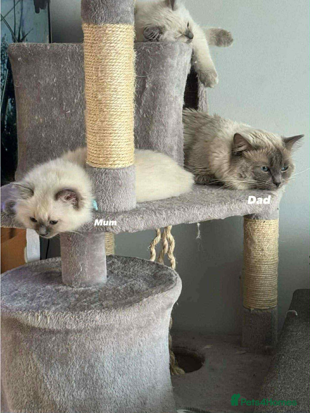 Ragdoll cats for sale: 4 ragdoll Kittens – Ready for Their New Homes - Image 12