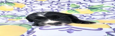 Cocker Spaniel 1