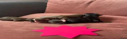 Chihuahua dogs for sale: Chihuahua puppies  - Advert 2