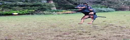Dobermann dogs for sale: A Stunning strong KC Reg Black & Tan Doberman - Advert 12