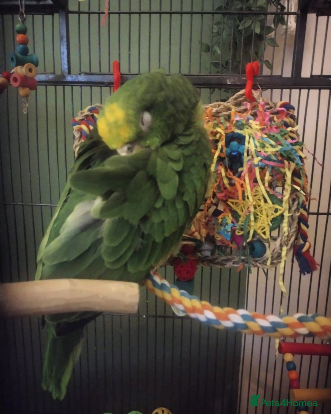 Parrots birds for sale: Amazon yellow crown parrot with cage and setup - Advert 4
