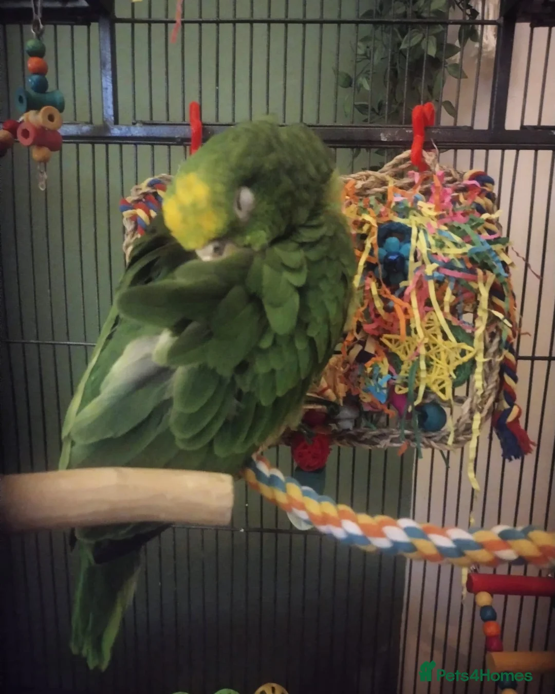 Parrots birds for sale: Amazon yellow crown parrot with cage and setup - Advert 4
