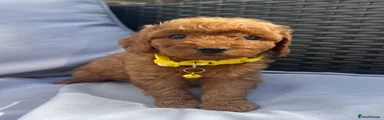 Cockapoo 4: Pepper