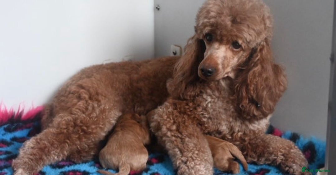 Cavapoo dogs for sale: Deep red Cavapoo puppies/ dna tested 💙 - Image 6