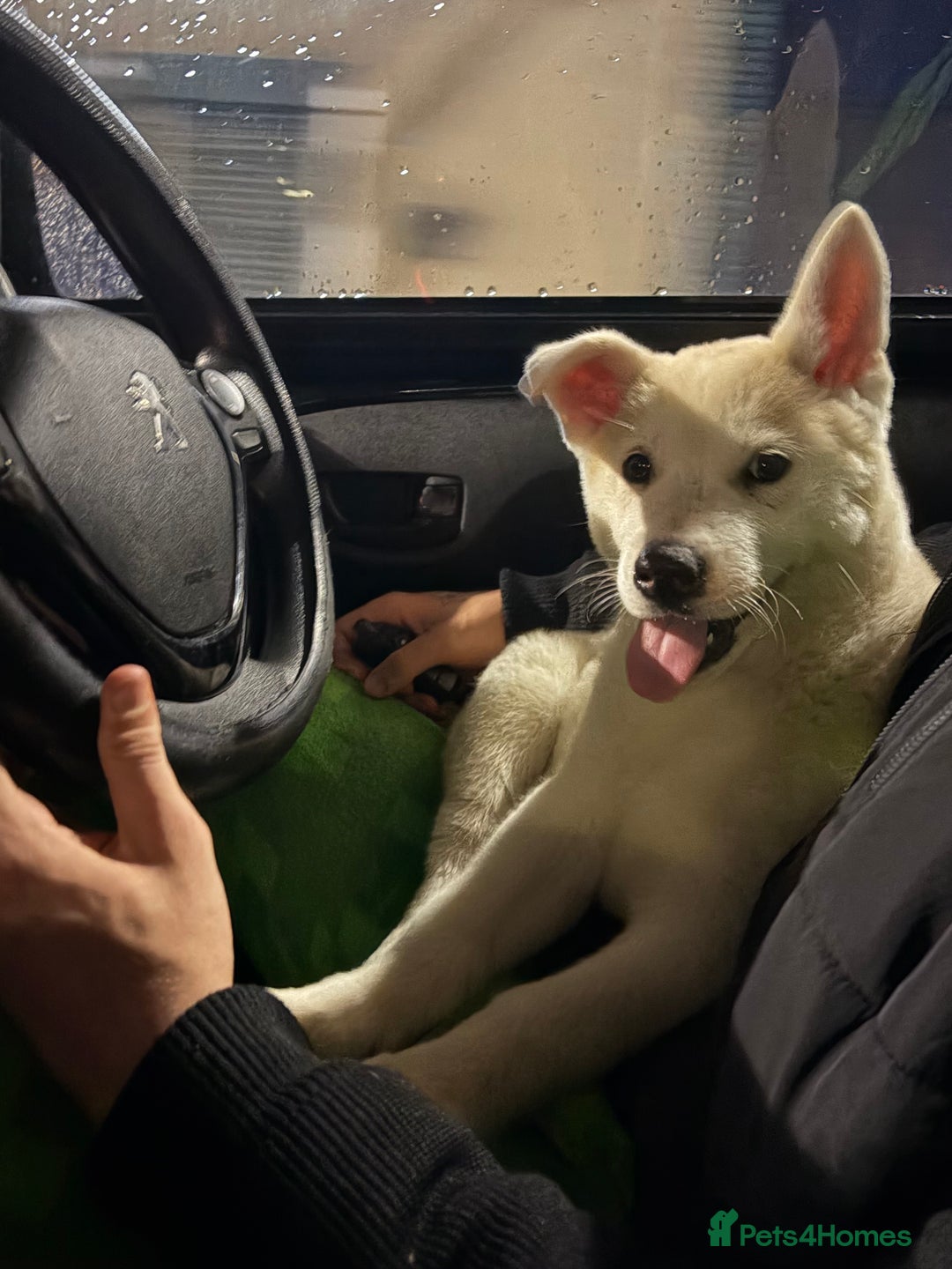 Siberian Husky dogs for sale: White male Siberian husky - Advert 2