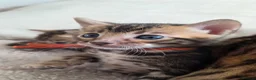 Bengal cats for sale: ⚜️Bengal kittens Tica registered ⚜️ - Advert 36