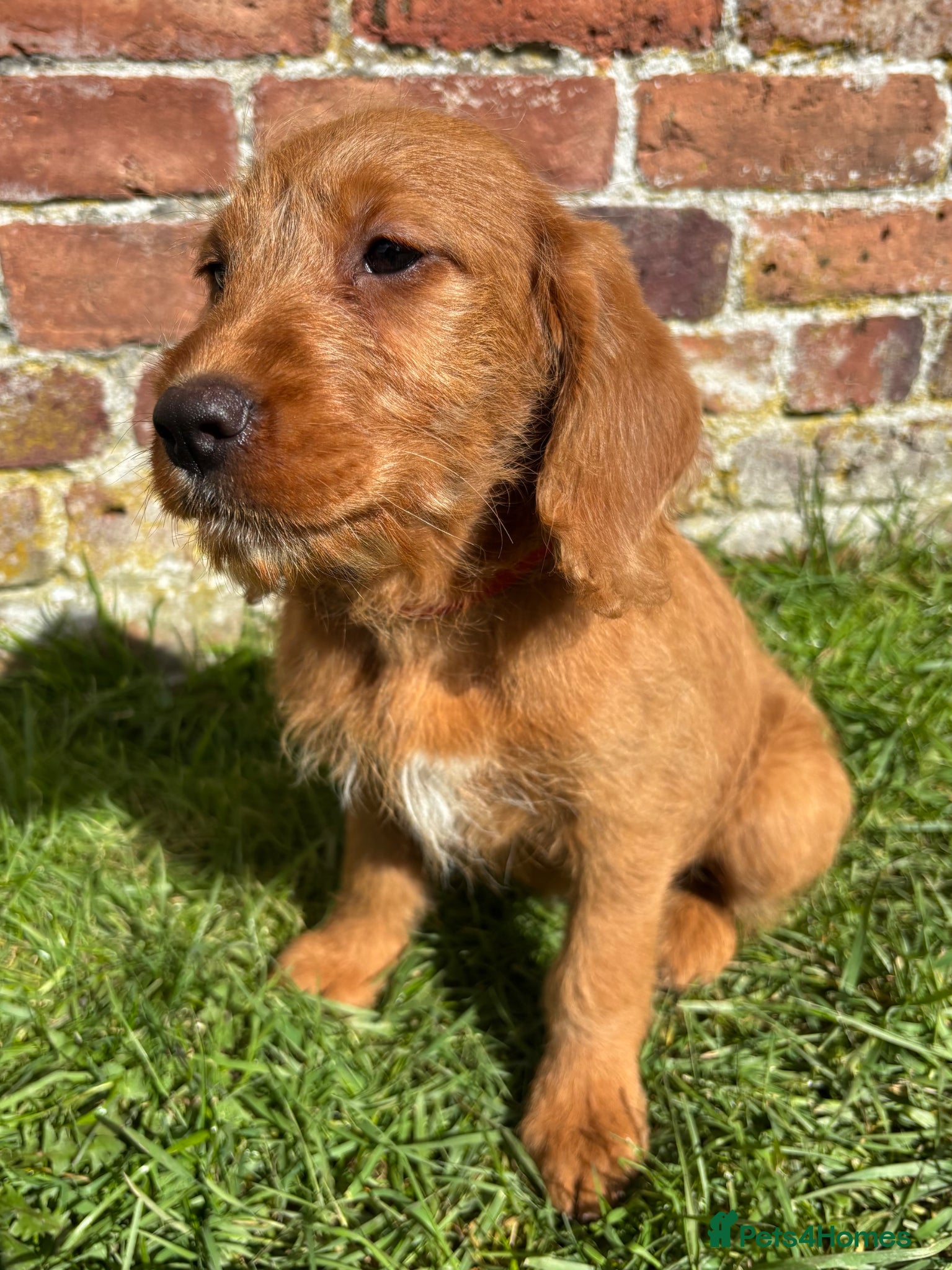 Labradoodle dogs Stunning F1 Labradoodle Puppies KC Parents - Advert 12