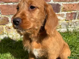 Labradoodle dogs Stunning F1 Labradoodle Puppies KC Parents - Advert 12