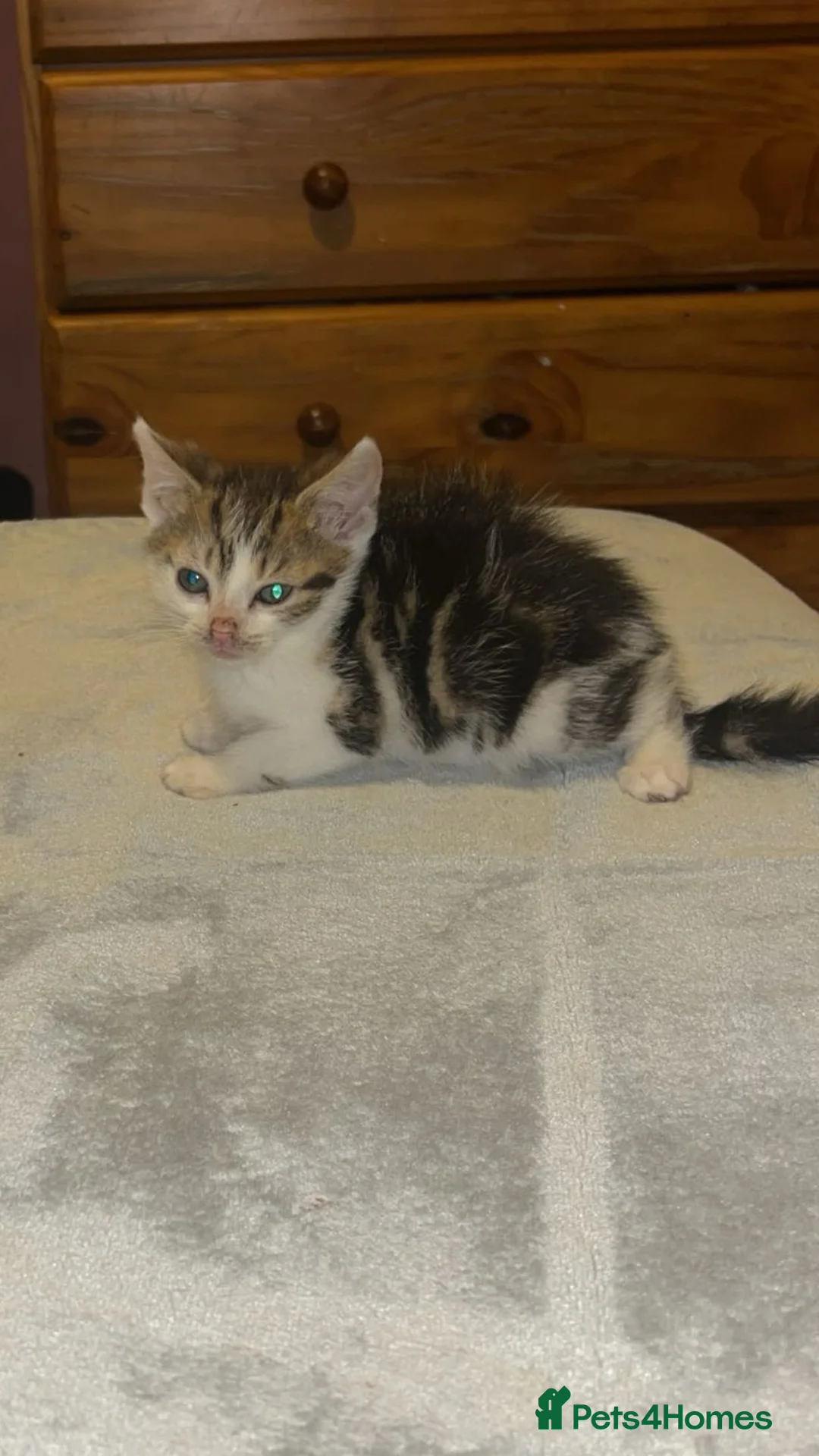 Mixed Breed cats for sale: White and black tabby mixed kitten ready to go.  - Advert 2