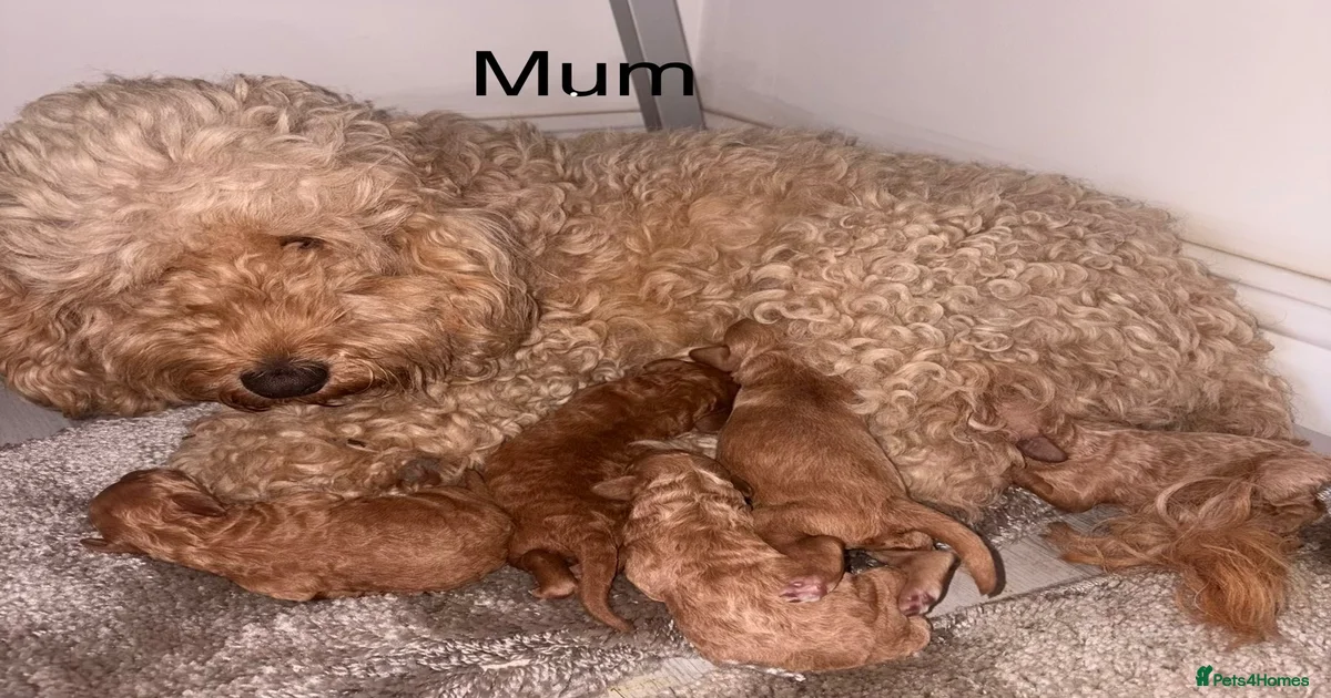 Poodle mix Puppies for sale | Pets4Homes