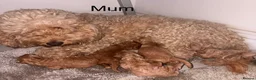 Cockapoo dogs for sale: Cockapoo puppies  in Ashford - Advert 1