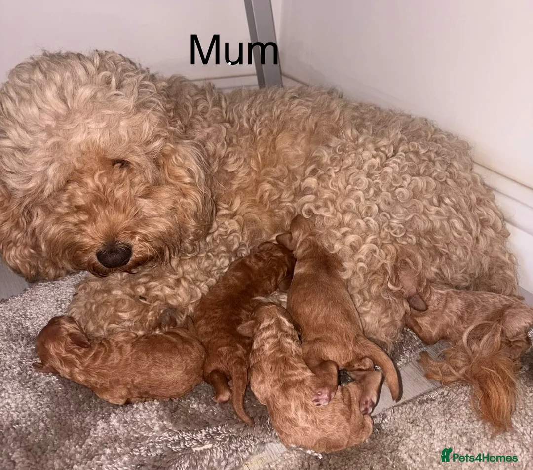 Cockapoo dogs for sale: Cockapoo puppies  in Ashford - Advert 1