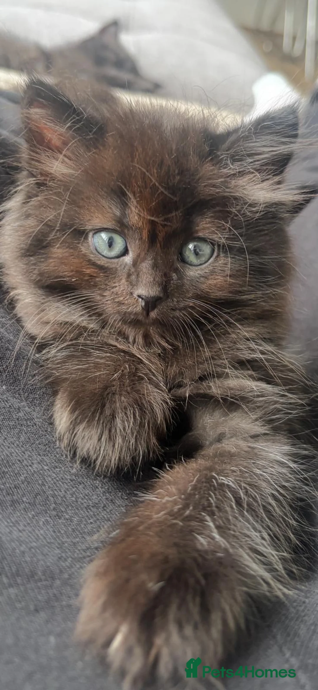 Mixed Breed cats for sale: Mixed breeds (British Shorthair) in London - Advert 7