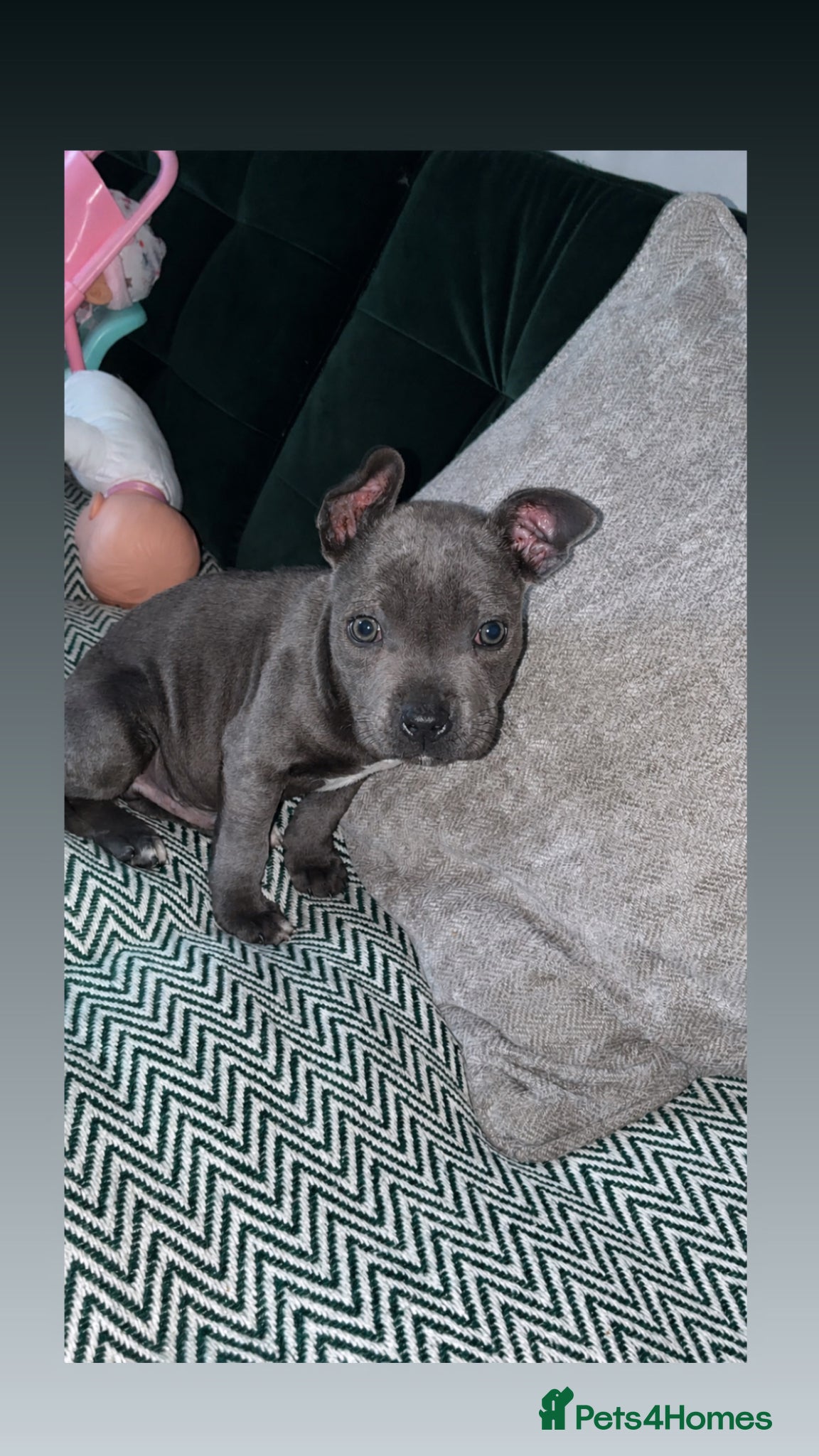 Staffordshire Bull Terrier dogs KC blue Staffy pup - Advert 4