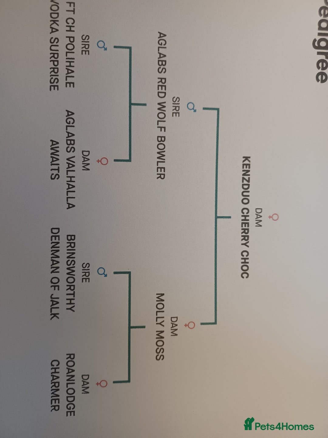 Golden Retriever dogs for sale: ⭐ DARK golden retriever puppies 🐶  - Image 11