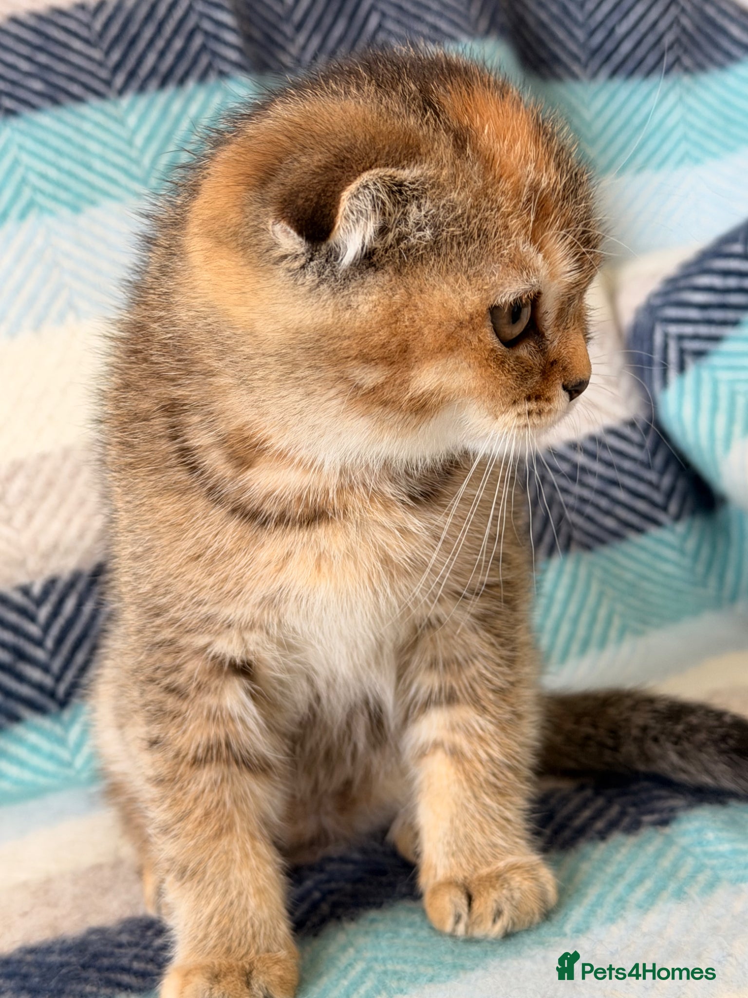 Scottish Fold cats Beautiful pedigree Scottish fold kittens - Advert 6