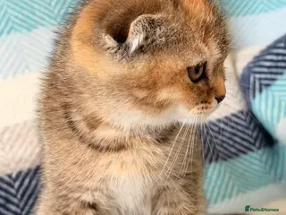 Scottish Fold cats Beautiful pedigree Scottish fold kittens - Advert 2