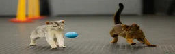 Abyssinian cats for sale: 2 beautiful Abyssinian boys  - Advert 21