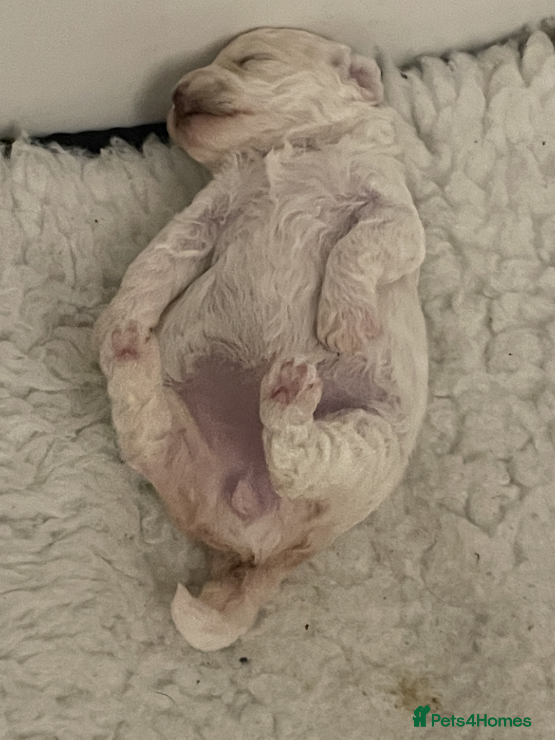 Miniature Poodle dogs for sale: Gorgeous Miniature Poodle puppies - Advert 7