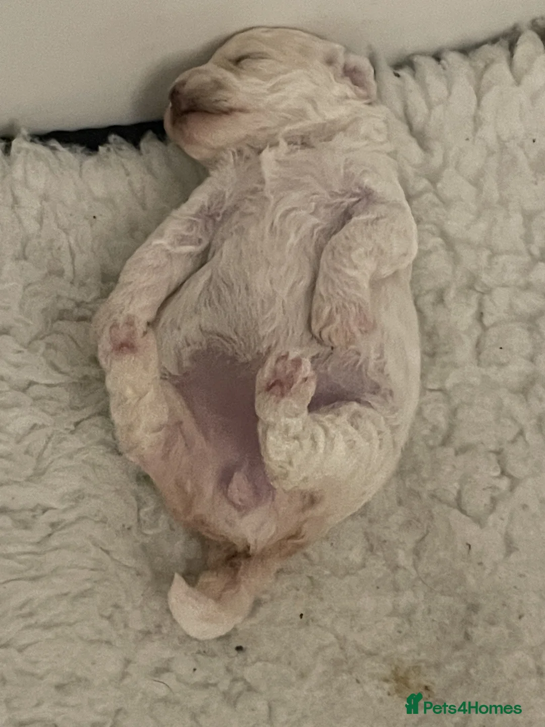 Miniature Poodle dogs for sale: Gorgeous Miniature Poodle puppies - Advert 7