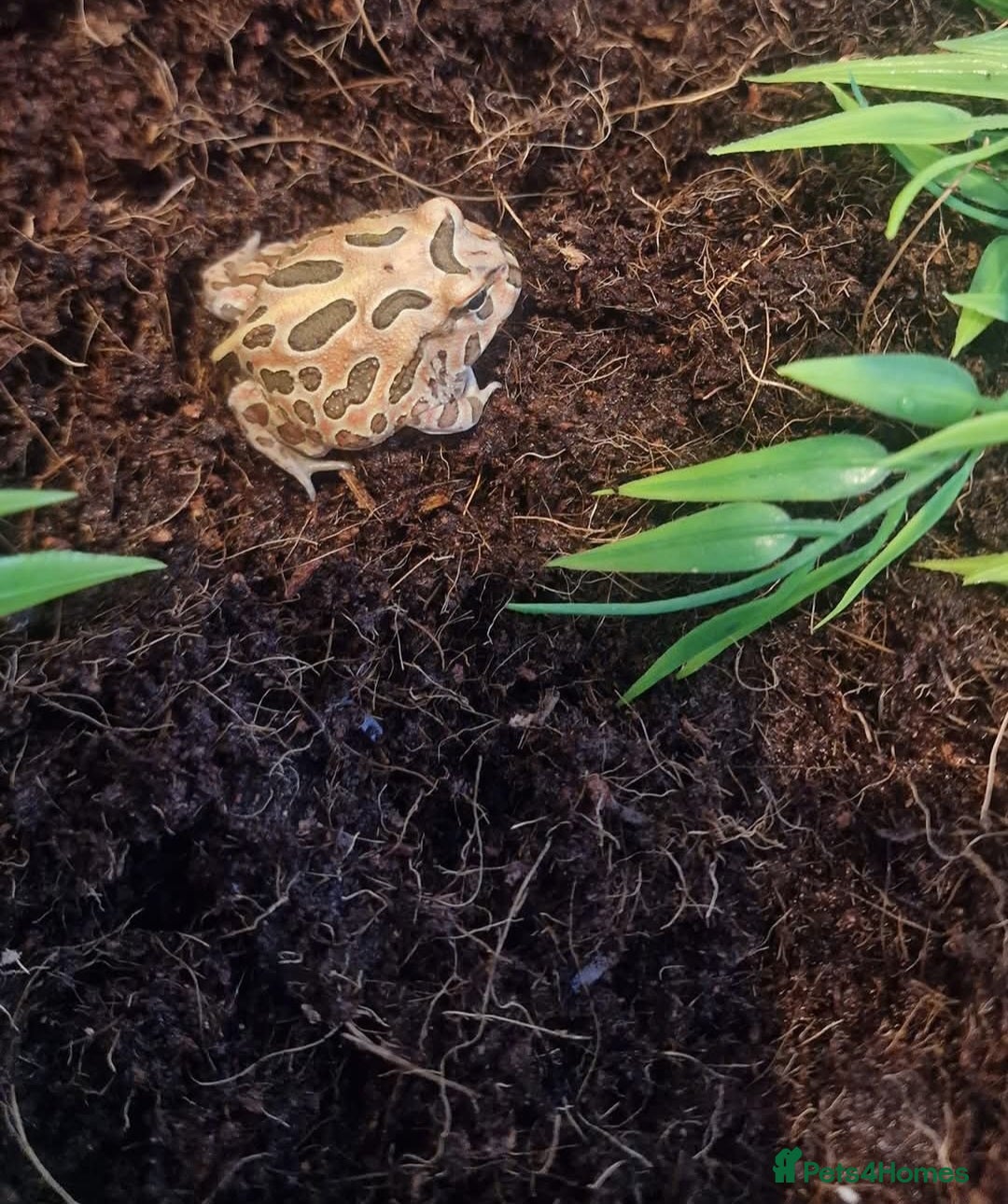 Frog reptiles for sale: 4 pacman frogs - Advert 2