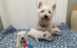 West Highland Terrier dogs for sale: KC Registered Beautiful West Highland Terrier Pups - Image 6