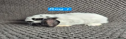 Mini Lion Lop rabbits for sale: Mini Lion Lop Bunnies - Advert 2