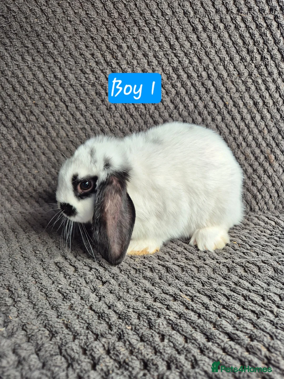 Mini Lion Lop rabbits for sale: Mini Lion Lop Bunnies - Advert 2