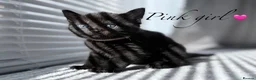 Mixed Breed cats for sale: 🐈‍⬛ Beautiful Russian Blue Cross Kittens 🐈‍⬛ - Advert 7