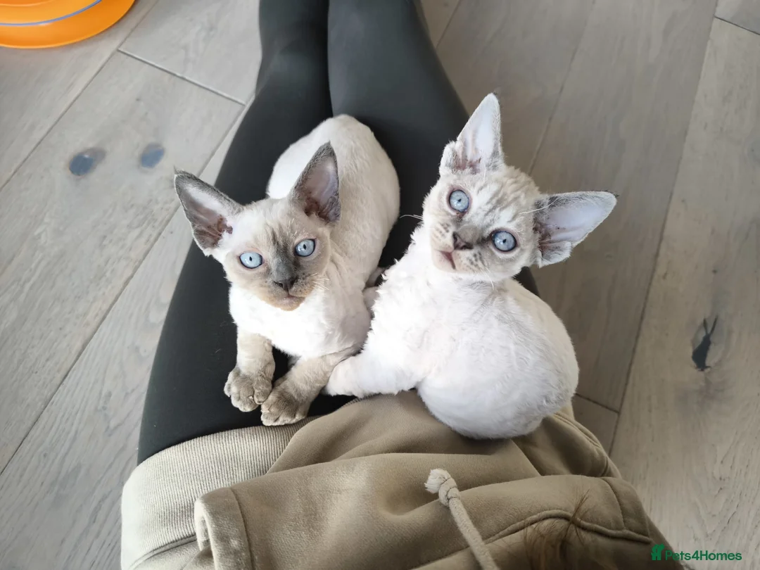 Devon Rex cats for sale: Devon Rex💕Blue Point Lynx Girl🩷 - Advert 33