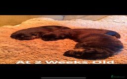 Mixed Breed dogs for sale: 3 fluffy Shollie German Shepard x Boarder Collie - Image 16