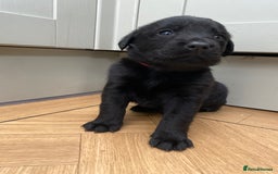 Mixed Breed dogs for sale: Beautiful pointer lab puppies!  - Image 18