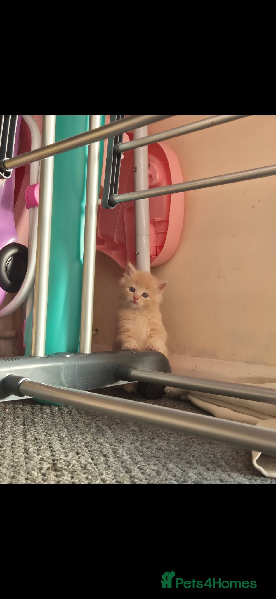 Mixed Breed cats Mainecoon cross male kitten  - Advert 6