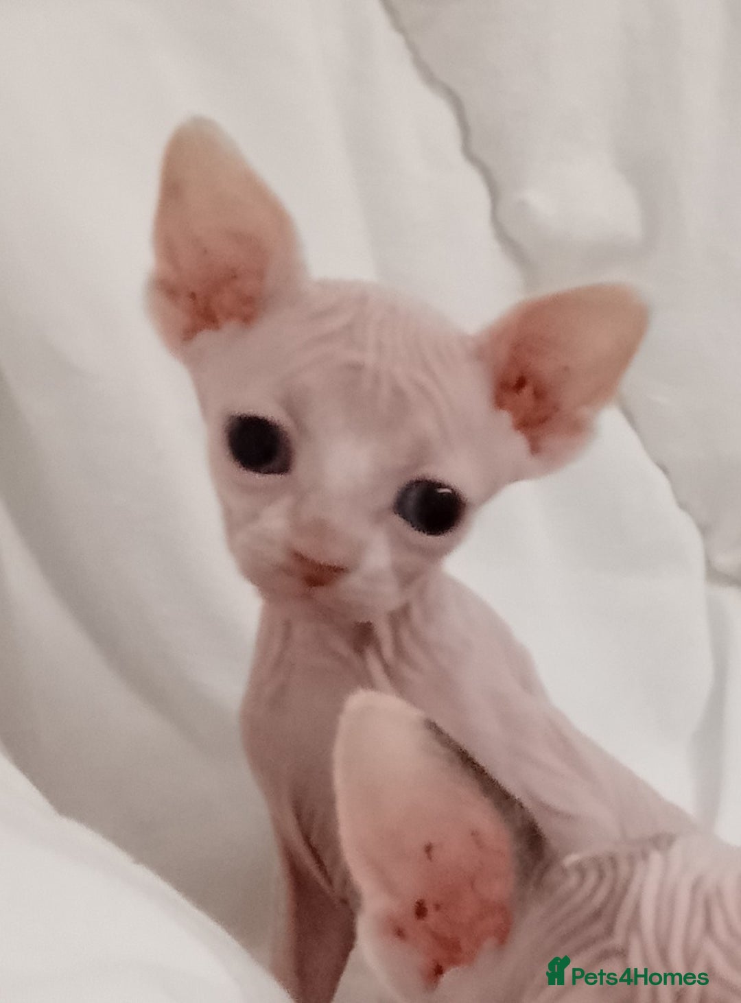 Sphynx cats for sale: Purebred Sphinx available.  - Image 15