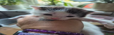 Mixed Breed Kitten 3