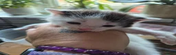 Mixed Breed cats for sale: 3 kittens   9 weeks old  - Advert 8