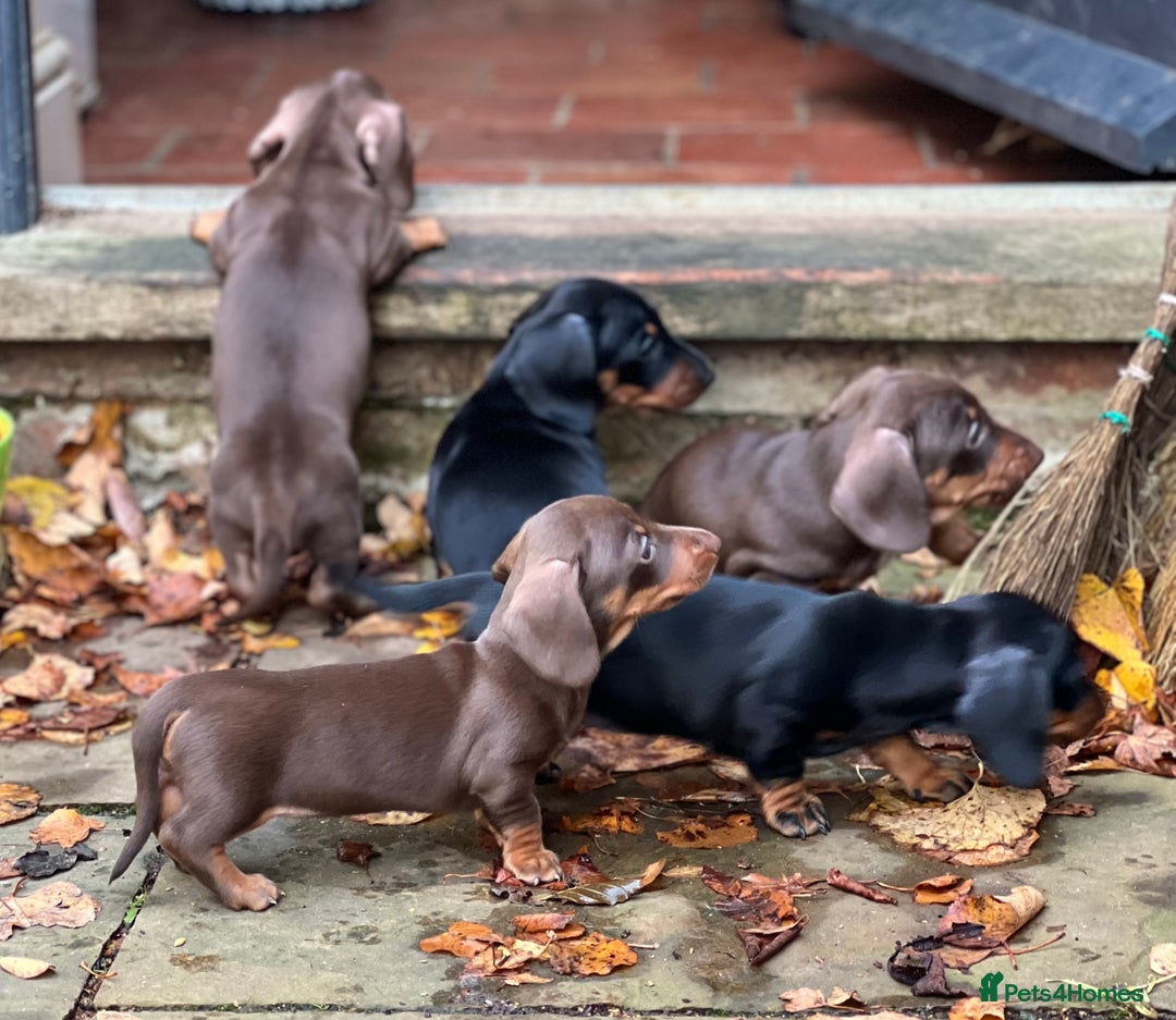 Miniature Dachshund dogs for sale: Two male miniature daschund puppies for sale  - Advert 4