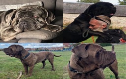 Neapolitan Mastiff dogs for sale: Neapolitan mastiff puppies due 27th September - Image 19