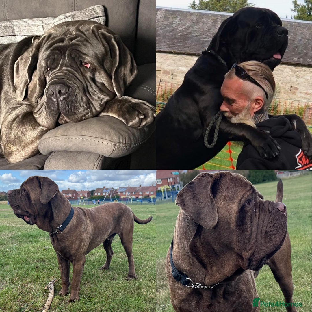 Neapolitan Mastiff dogs for sale: Neapolitan mastiff puppies due 27th September - Image 19