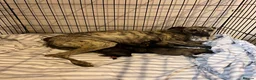 Whippet dogs for sale: Beautiful Whippet Puppies  - Advert 9