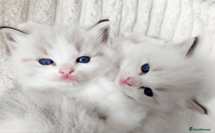 Ragdoll cats Beautiful Ragdoll  kittens raised with ❤️ - Advert 3