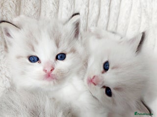 Ragdoll cats Beautiful Ragdoll kittens raised with ❤️ - Advert 5