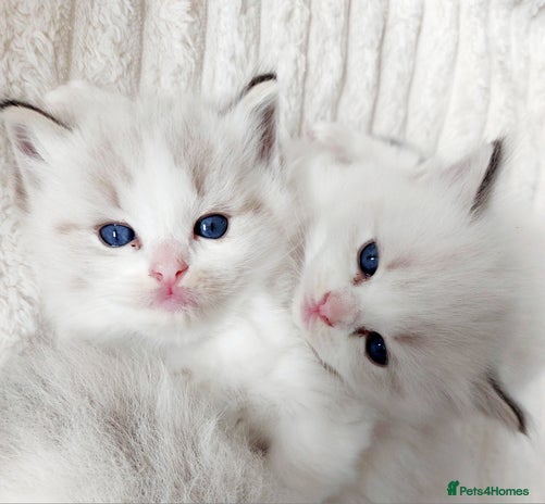 Ragdoll cats Beautiful Ragdoll kittens raised with ❤️ - Advert 3