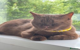 British Shorthair cats for sale: 🐾 Purebred British Shorthair Female Solid Choco - Image 4